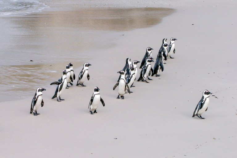 Pingouins pour leadership