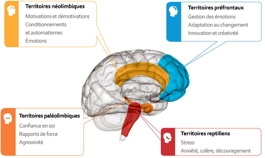 4 cerveaux selon Fradin et 3 modes mentaux
