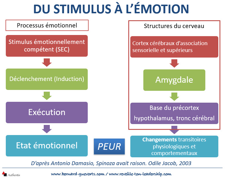 Le parcours du stimulus à l'émotion